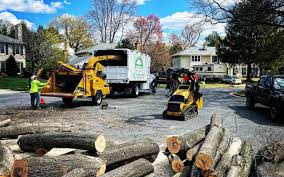 Best Stump Grinding and Removal  in Timberwood Park, TX