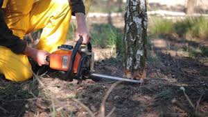 Best Storm Damage Tree Cleanup  in Timberwood Park, TX