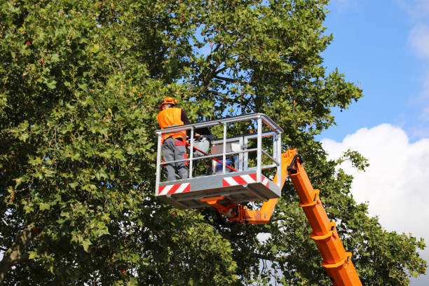 Best Palm Tree Trimming  in Timberwood Park, TX