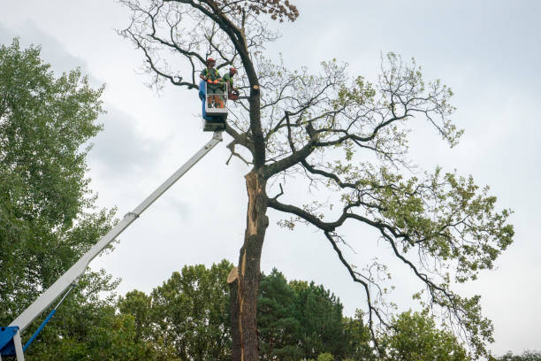 Best Fruit Tree Pruning  in Timberwood Park, TX