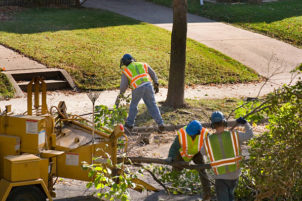 Best Arborist Consultation Services  in Timberwood Park, TX