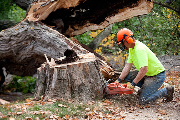 Reliable Timberwood Park, TX  Tree Services Solutions