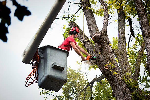 Best Palm Tree Trimming  in Timberwood Park, TX